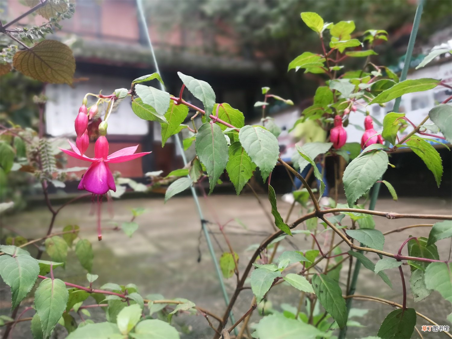 她养花5年，倒挂金钟1盆变10盆，夏天从来不死！