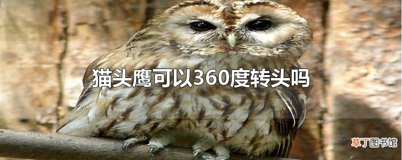 猫头鹰可以360度转头吗