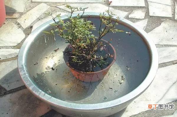 蚂蚁怎么消灭用什么药 驱赶蚂蚁的三种方法