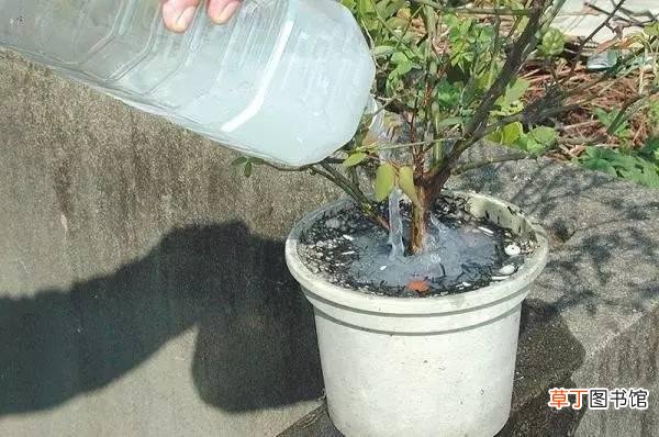 蚂蚁怎么消灭用什么药 驱赶蚂蚁的三种方法