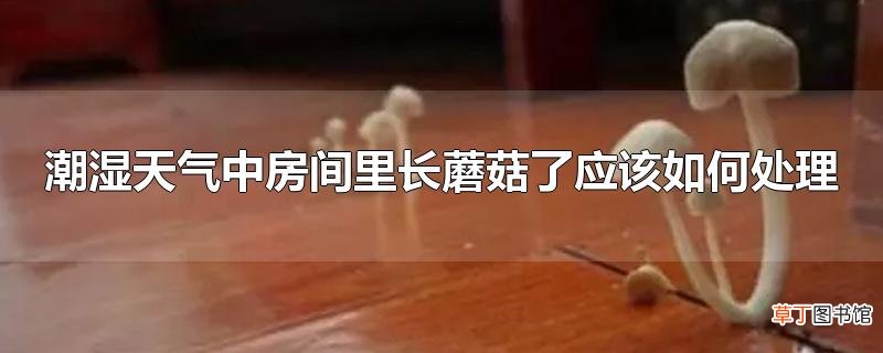 潮湿天气中房间里长蘑菇了应该怎么处理