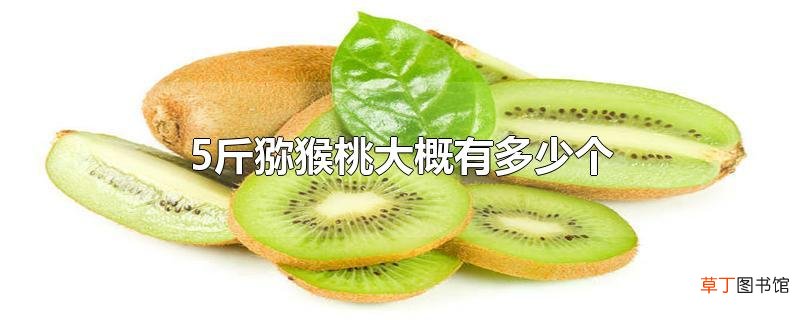 5斤猕猴桃大概有多少个