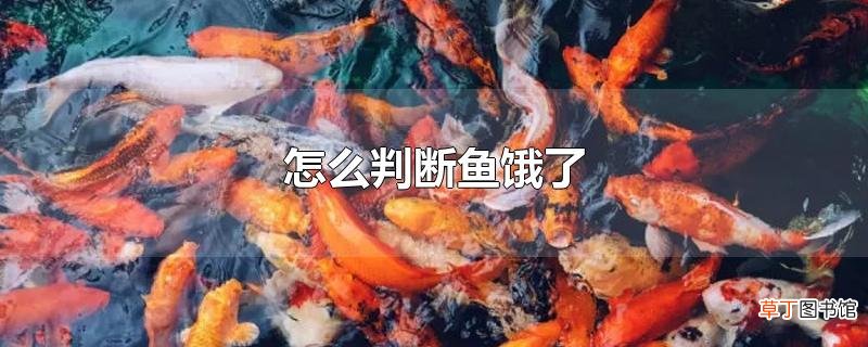 怎么判断鱼饿了