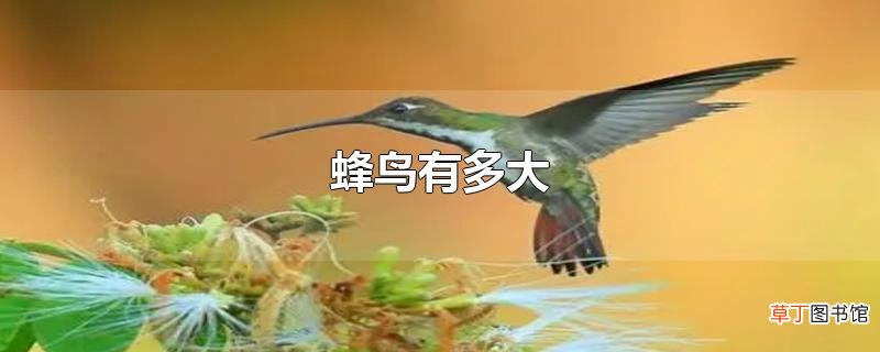 蜂鸟有多大