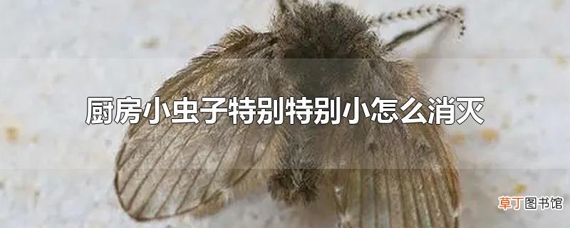 厨房小虫子特别特别小怎么消灭