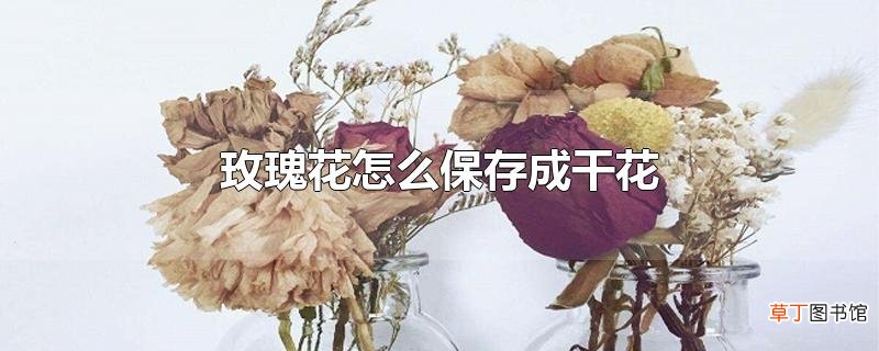 玫瑰花怎么保存成干花