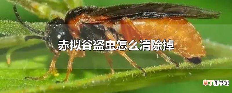 赤拟谷盗虫怎么清除掉