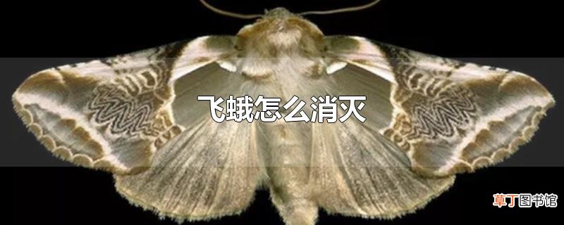 飞蛾怎么消灭