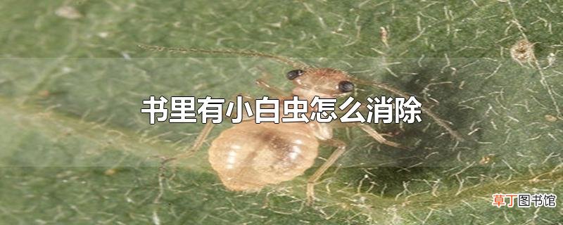 书里有小白虫怎么消除