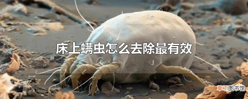 床上螨虫怎么去除最有效