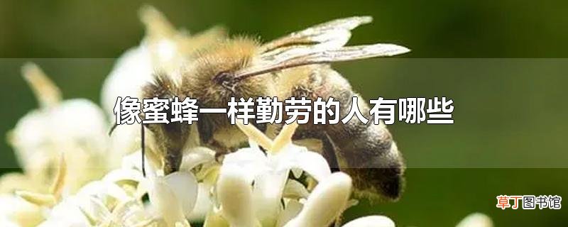 像蜜蜂一样勤劳的人有哪些