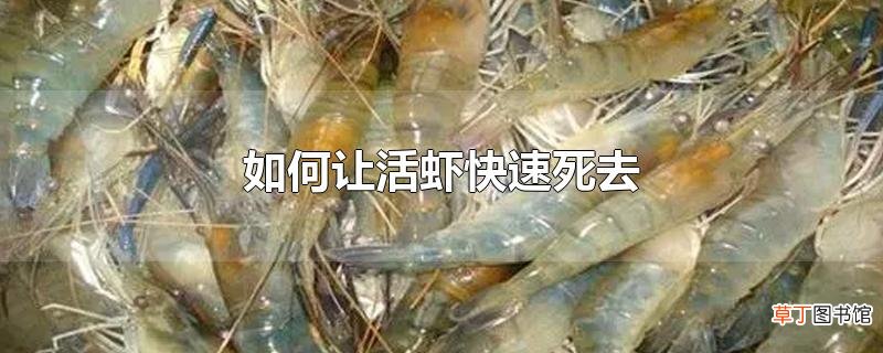 怎么让活虾快速死去