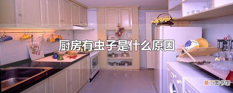 厨房有虫子是什么原因