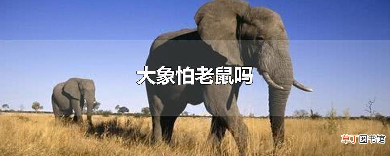 大象怕老鼠吗