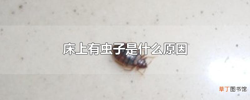 床上有虫子是什么原因