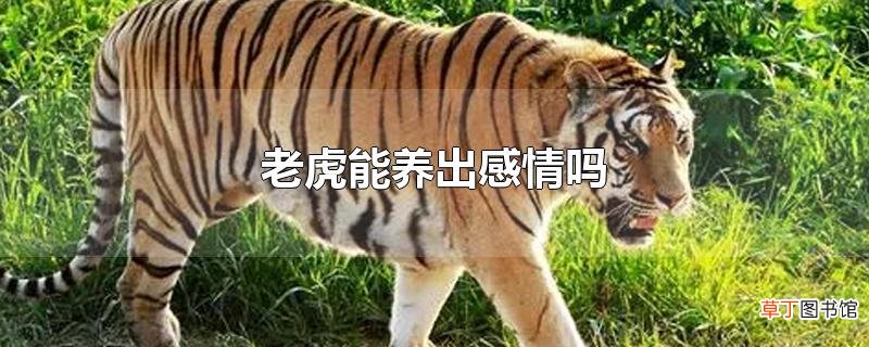 老虎能养出感情吗