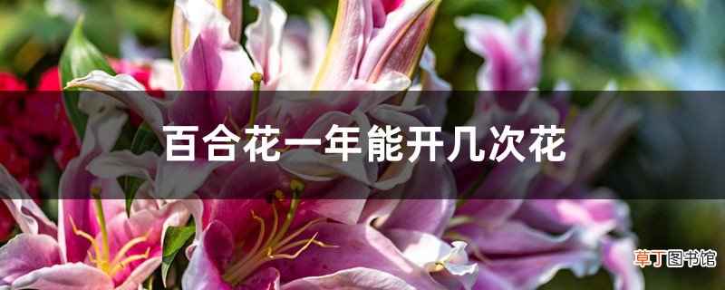 百合花一年能开几次花
