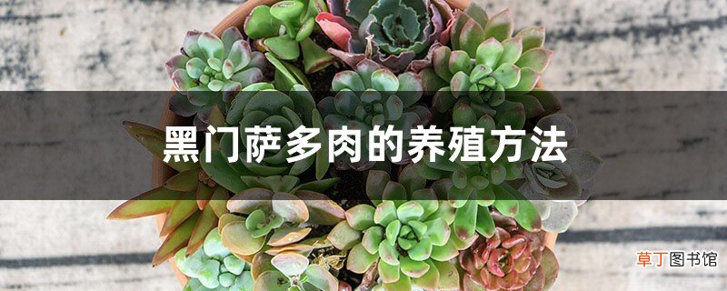 黑门萨多肉的养殖方法