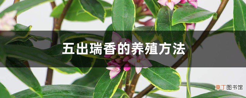 五出瑞香的养殖方法