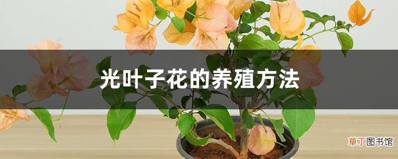 光叶子花的养殖方法