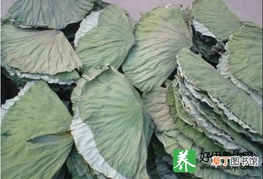 荷叶茶的功效作用是什么 荷叶茶功效