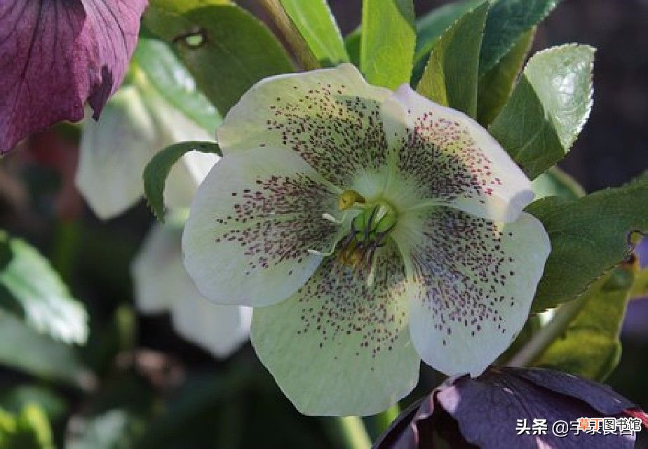 获赞最多的说说句子 经典上万人赞说说
