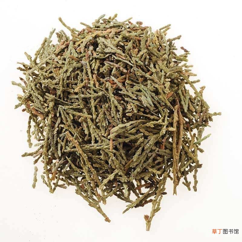 中药材侧柏叶 侧柏炭功效主治有哪
