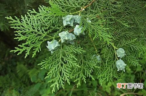 中药材侧柏叶 侧柏炭功效主治有哪