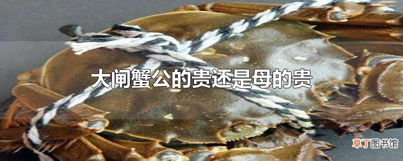大闸蟹公的贵还是母的贵