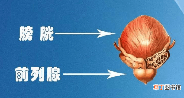 前列腺4cm增生的厉害吗-前列腺4cm增生是什么意思