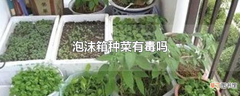 泡沫箱种菜有毒吗