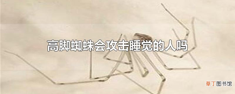 高脚蜘蛛会攻击睡觉的人吗