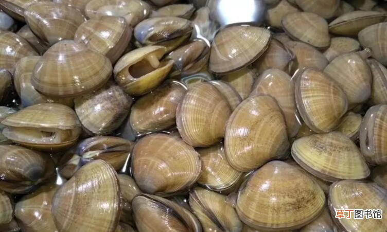 蛤蜊怎么保存最新鲜