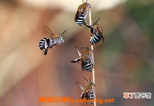被蜂蜇了怎么办 被蜜蜂蛰了怎么处理
