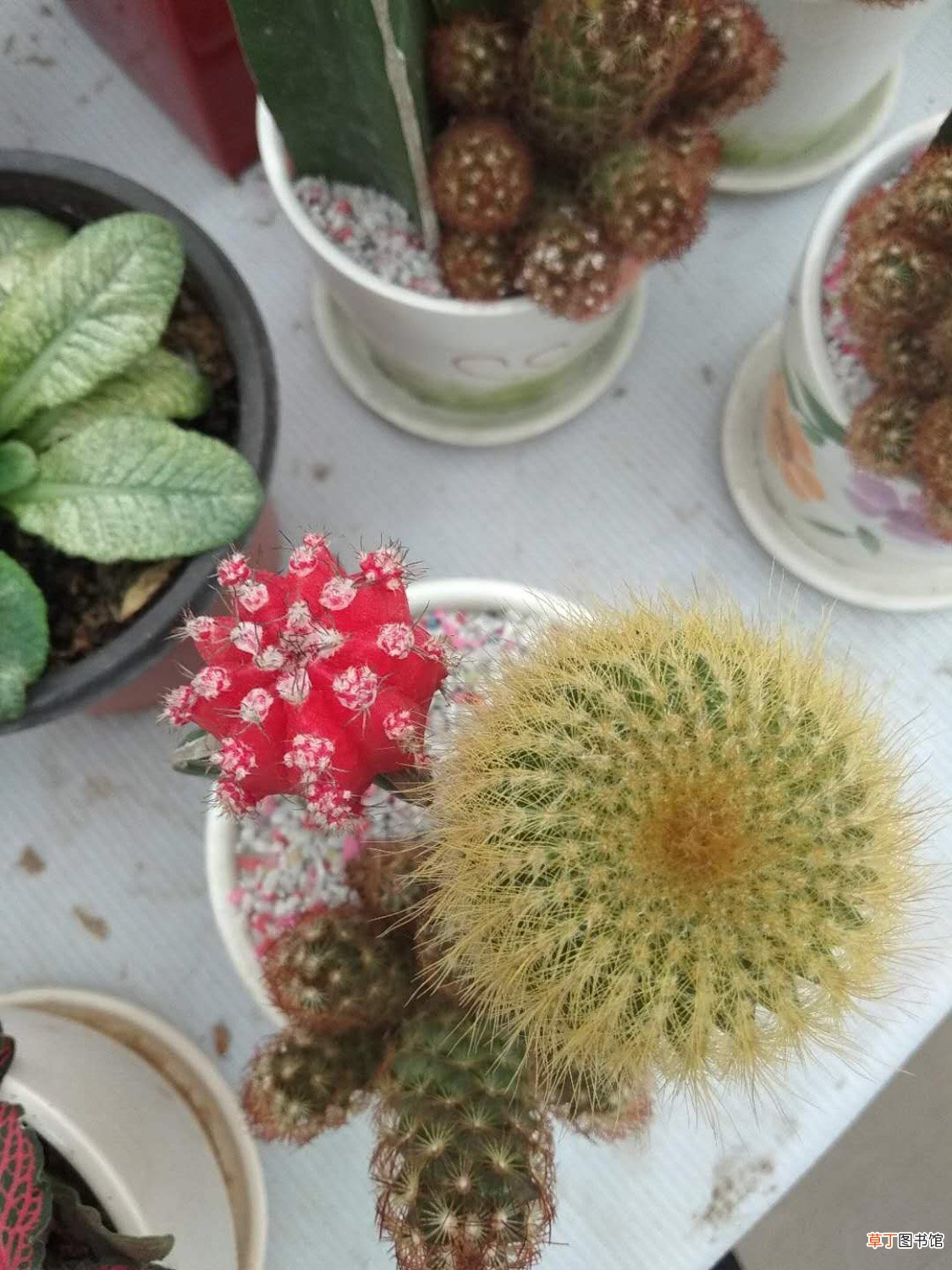1个仙人球开40朵花,这些品种,你见都没见过!