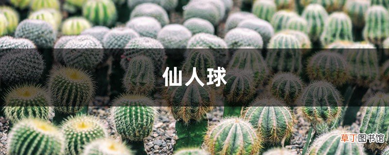 1个仙人球开40朵花,这些品种,你见都没见过!