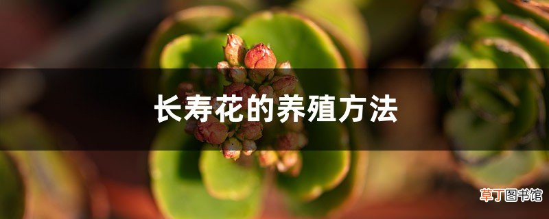 长寿花的养殖方法