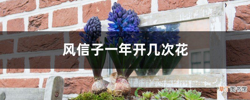 风信子一年开几次花