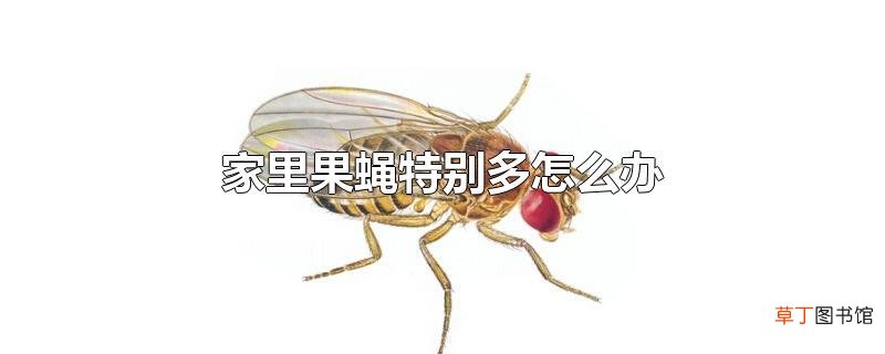 家里果蝇特别多怎么办
