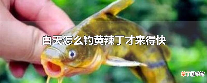 白天怎么钓黄辣丁才来得快