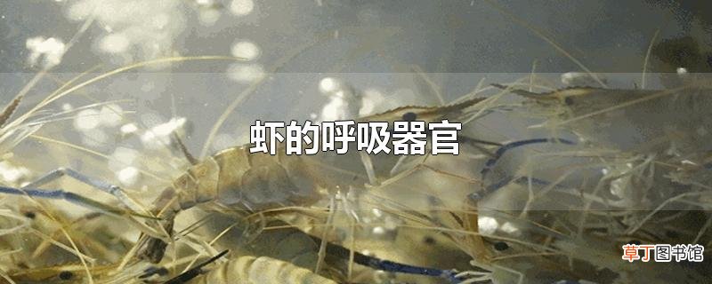 虾的呼吸器官