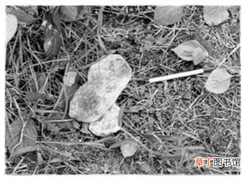 韩国三大悬案之二：华城连环杀人案始末