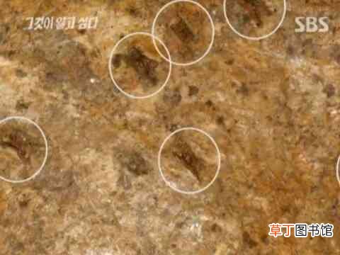 韩国三大悬案之一:青蛙少年失踪案始末