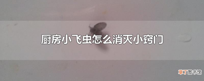 厨房小飞虫怎么消灭小窍门