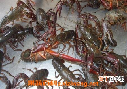 淡水小龙虾的营养价值 淡水小龙虾的营养成分