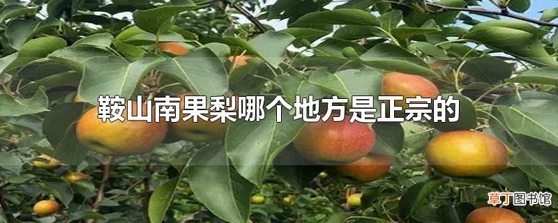 鞍山南果梨哪个地方是正宗的