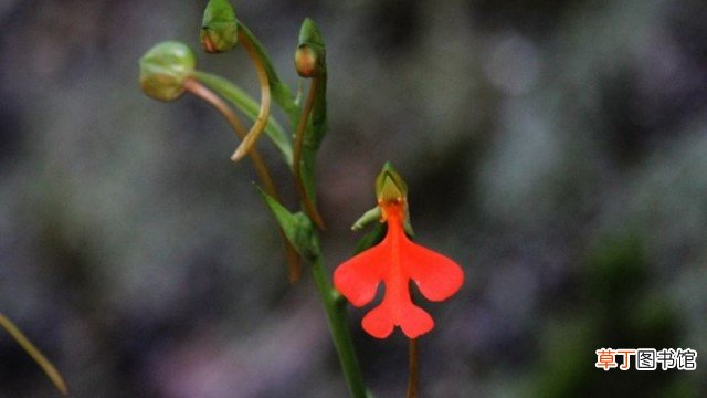 绿花玉凤花的养殖方法