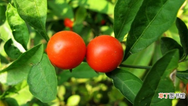 珊瑚樱的养殖方法