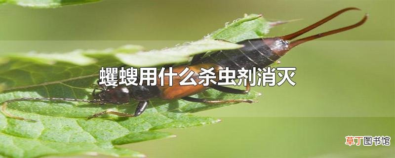 蠼螋用什么杀虫剂消灭