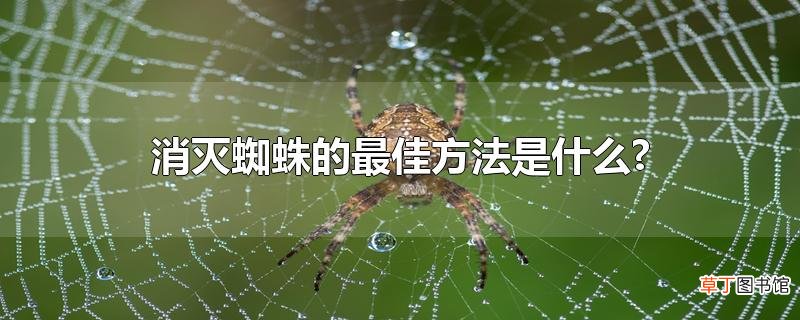 消灭蜘蛛的最佳方法是什么?